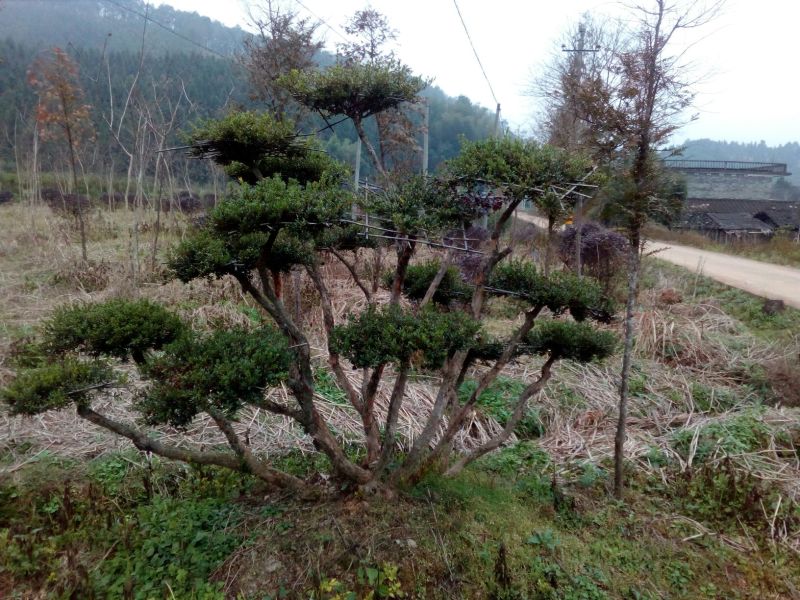 造型树