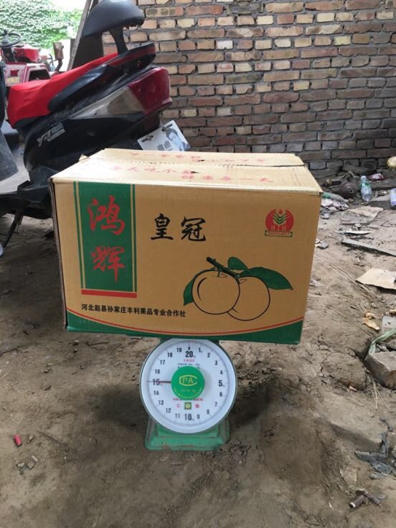 净树皇冠梨，皇冠梨二级皇冠梨郑强果品交易中心