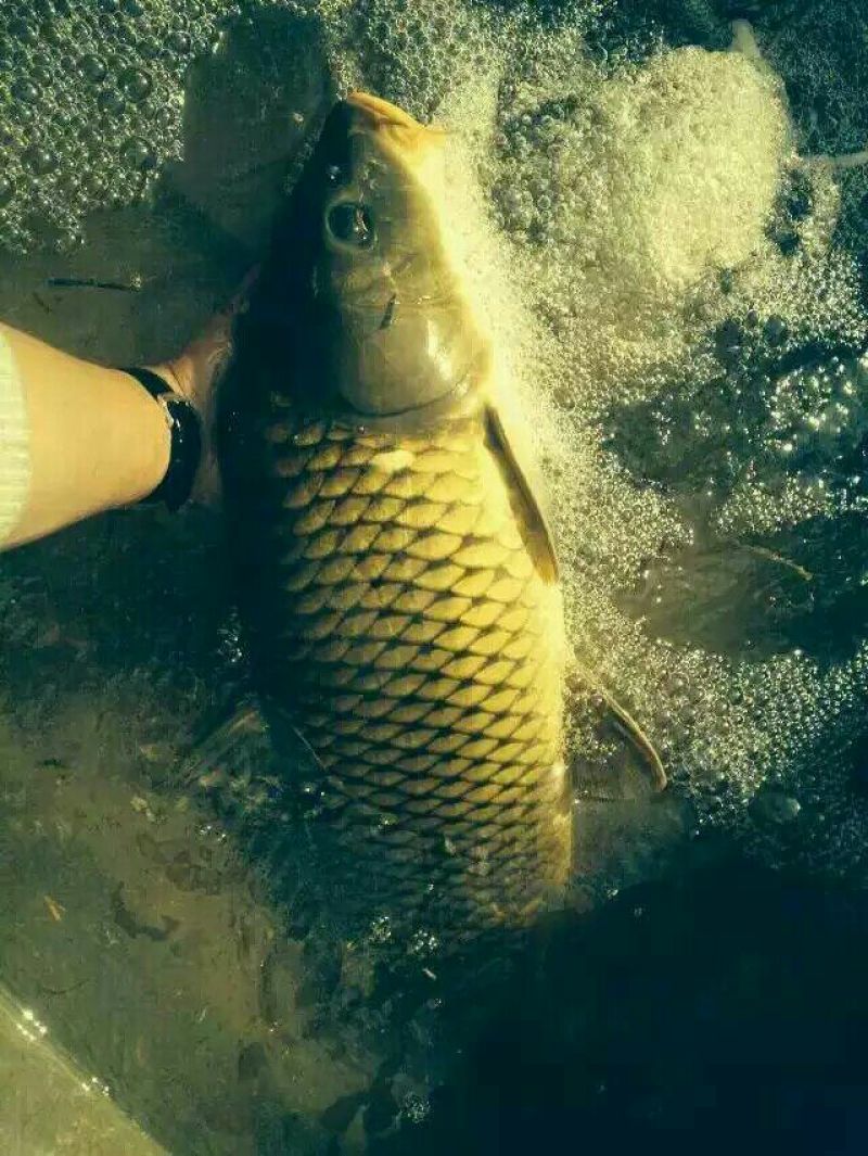 土鲶鱼食用