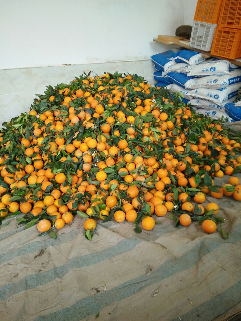 夏橙湖北宜昌秭归县_批发_供应-一亩田农业网