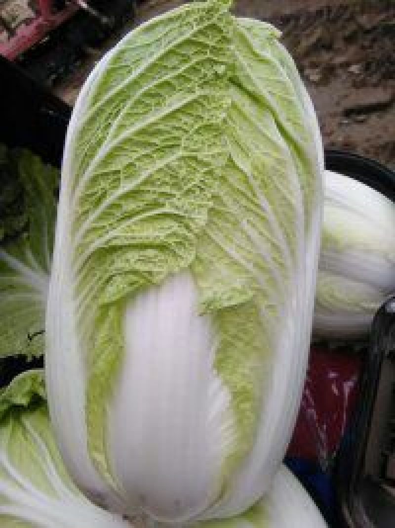 大白菜