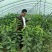 美早樱桃苗红灯樱桃苗萨米脱等大青叶占木樱占王