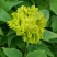 牡丹2cm以下6~8cm0.5米以下
