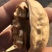 薄皮核桃