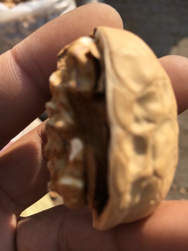 薄皮核桃