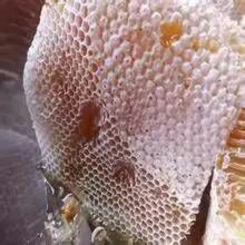 云南高黎贡山自然公园，原始森林土蜂蜜蜂！