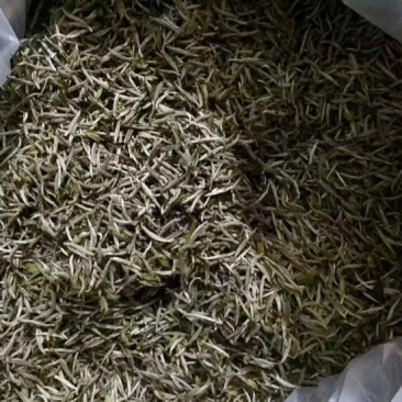 普洱绿茶