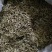 普洱绿茶