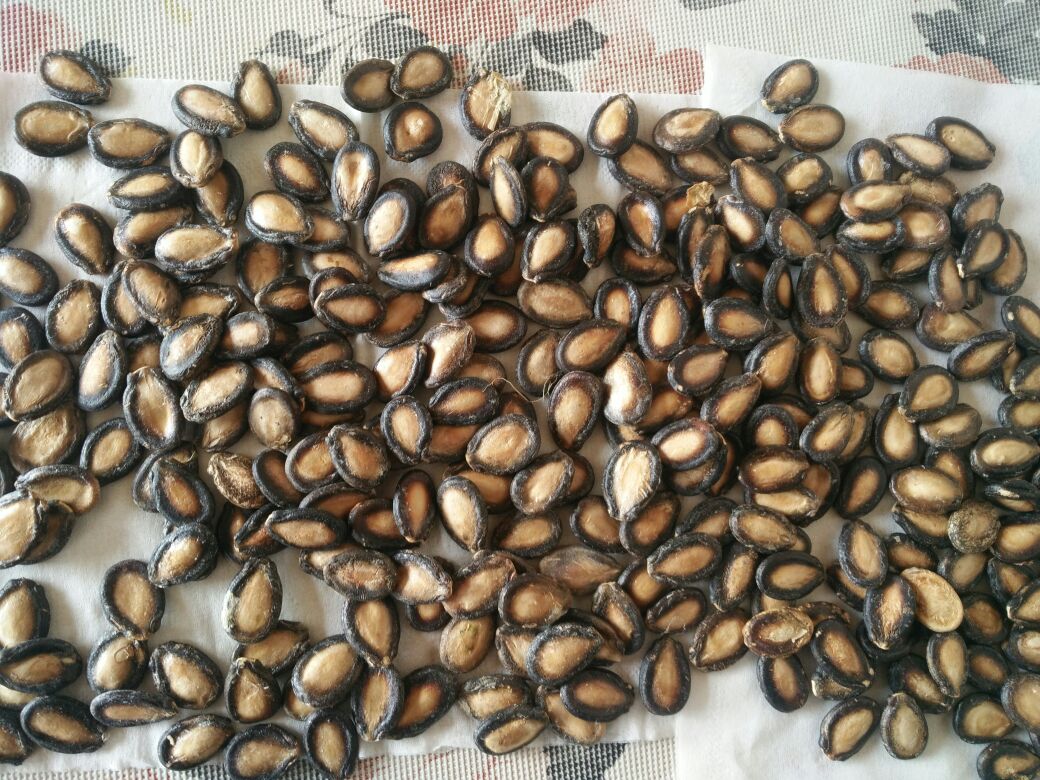 甘肃白银市靖远县大板黑瓜子批发_李向生供应