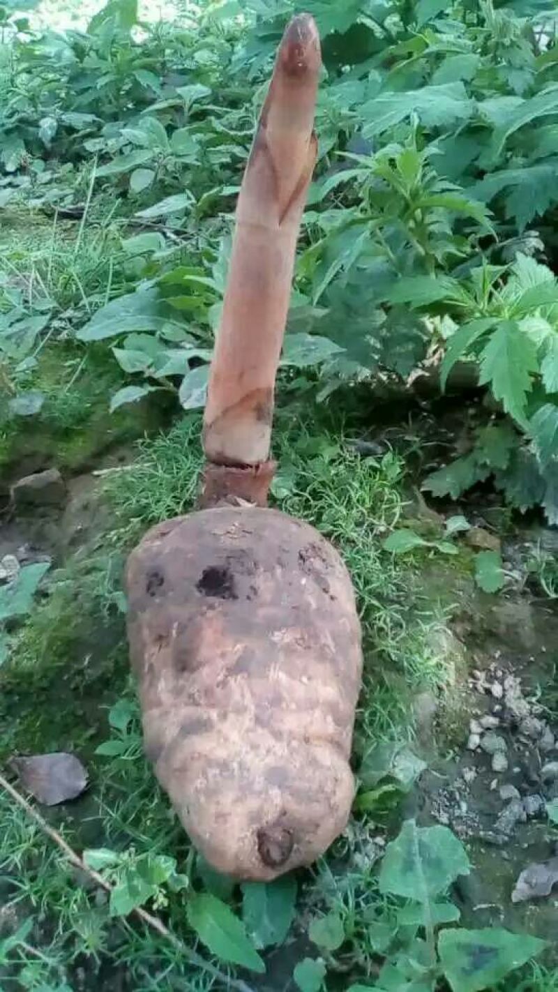 野生天麻特级