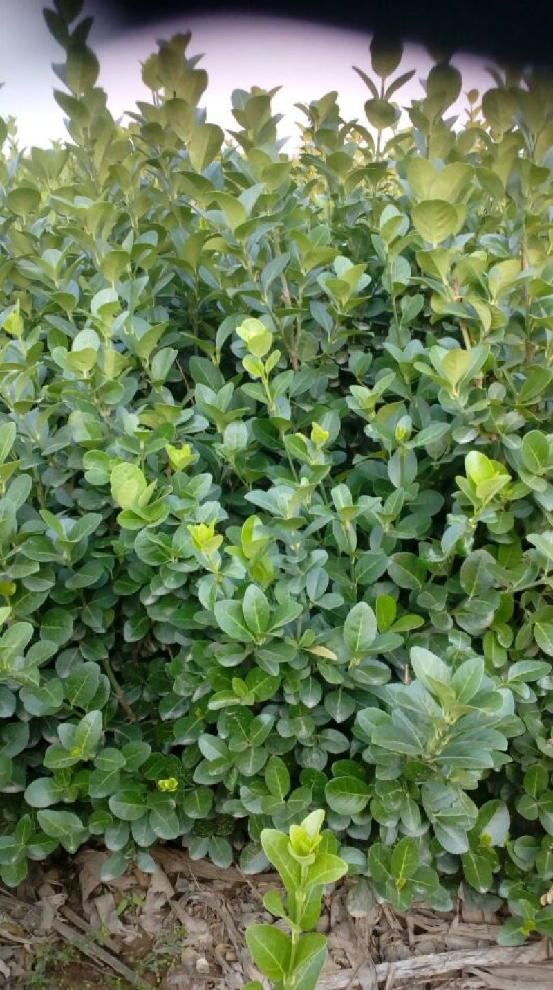 卫矛2~4cm0.5~1米