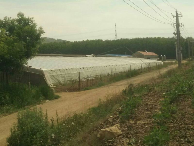 网纹瓜2斤以上椭圆形