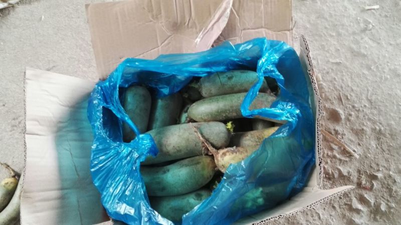 山东平阴精品萝卜青萝卜水果萝卜一手货源