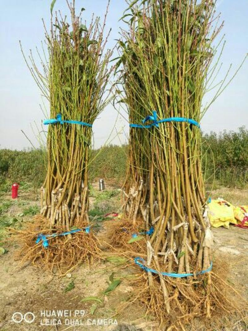 桃树苗夏之梦桃树苗80cm以上成活率高根系发达