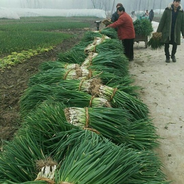 分葱大葱净葱产地直供，可加工出口，走市场批发零售