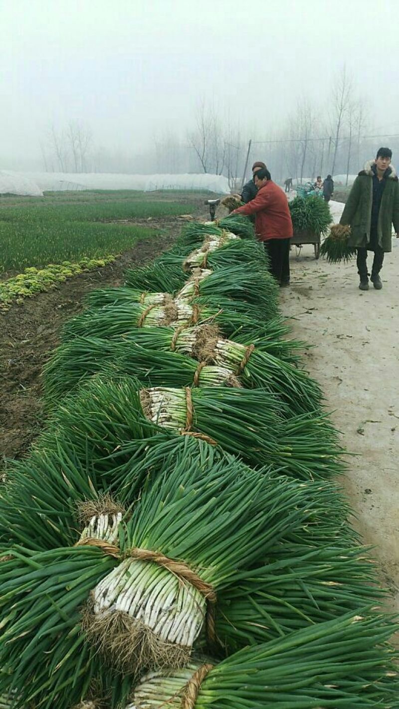 分葱大葱净葱产地直供，可加工出口，走市场批发零售