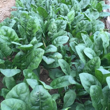 黑叶菠菜