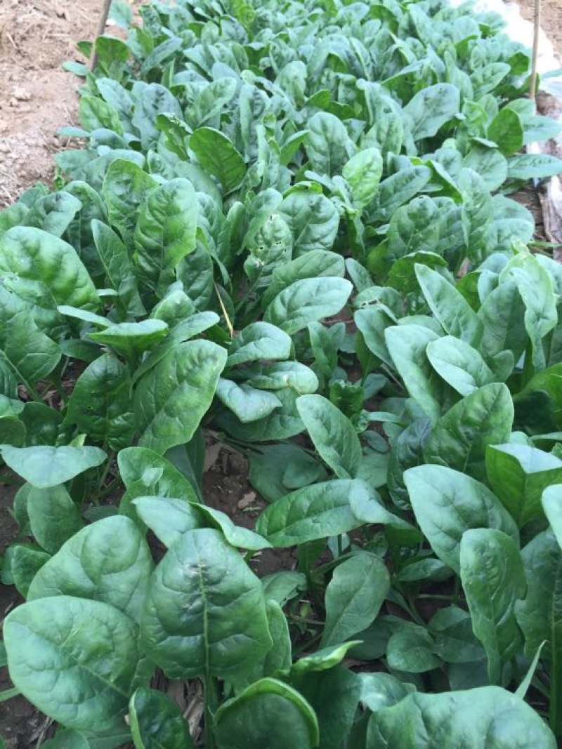 黑叶菠菜