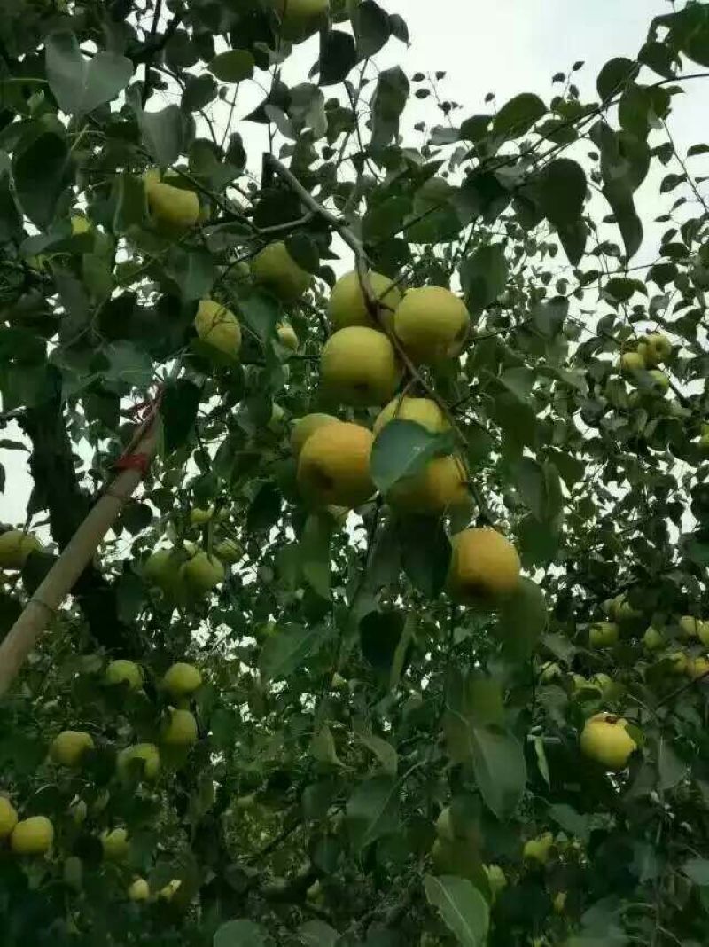 砀山梨250~300g光果