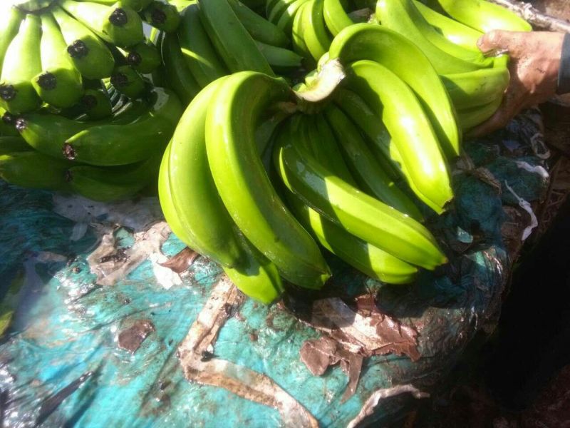 香蕉七成熟