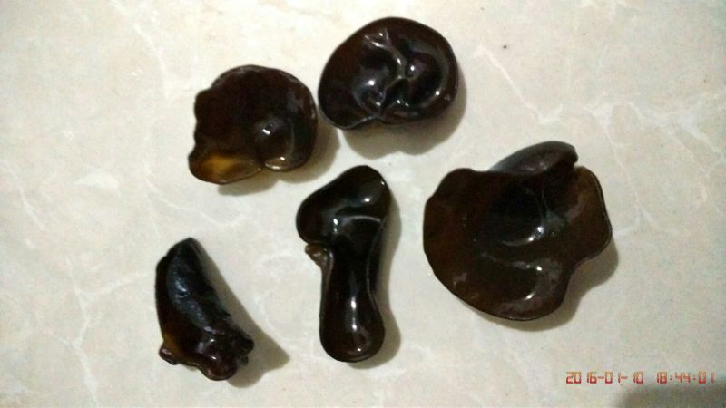 东北林下人工采摘小黑山秋耳特级