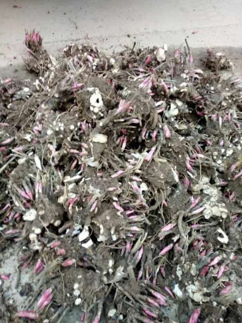 美丽芍药苗多花芍药苗