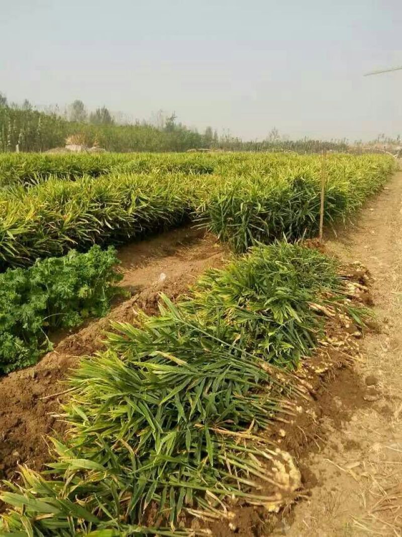 红芽嫩姜产地批发鲜姜大量上市大棚鲜姜货源充足