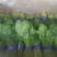 小叶菠菜