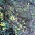野菊花颗粒