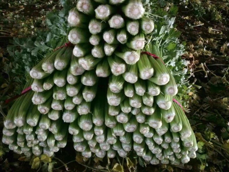 西芹