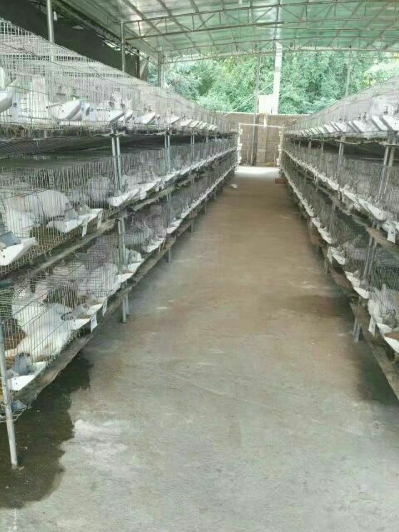 长毛垂耳兔肉兔，獭兔