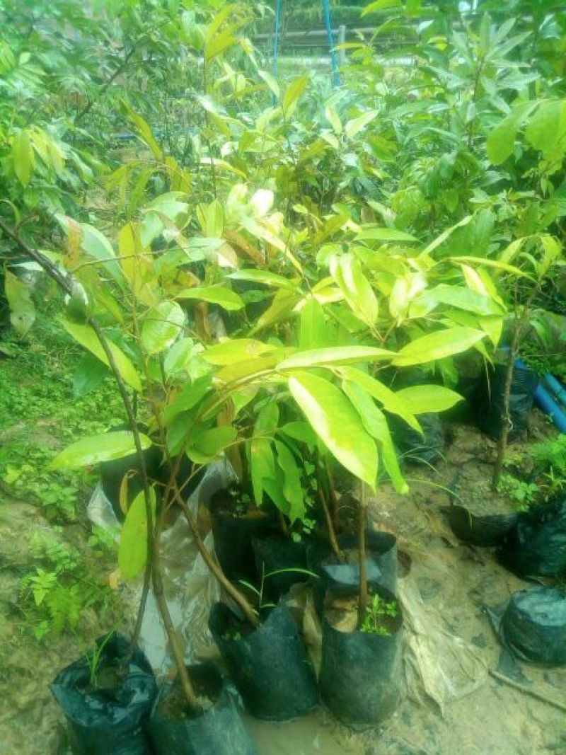 榴莲树苗30~50cm
