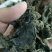 毛木耳二级