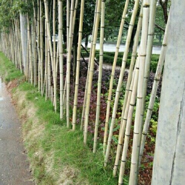 苦竹3~4m