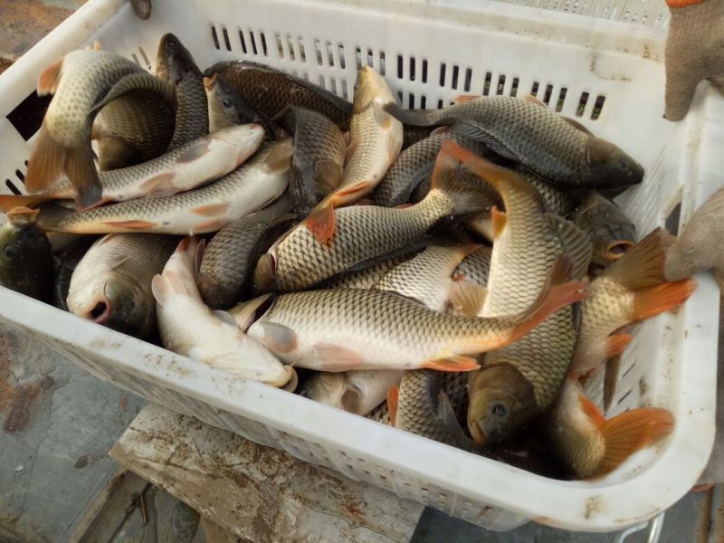 池鲤鱼食用0.5~1公斤
