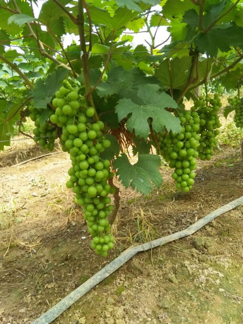 夏黑葡萄1~2斤5%以下