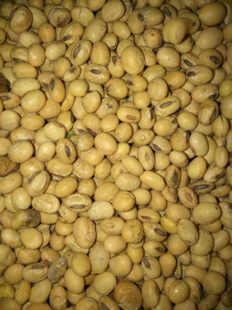 黄黄豆优质