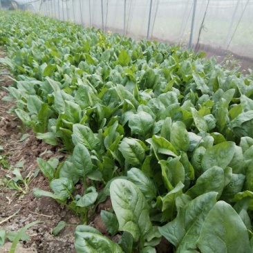 全能菠菜20~25厘米