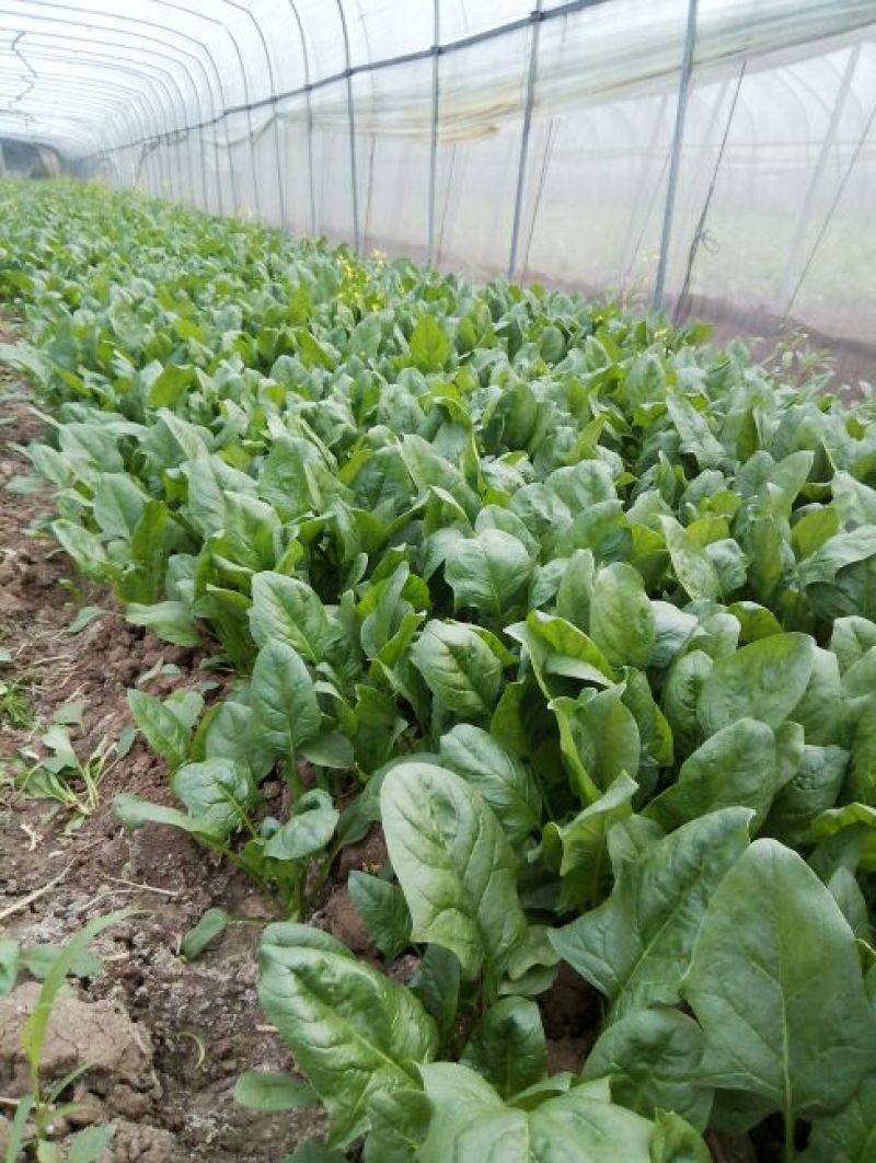 全能菠菜20~25厘米