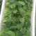 菠菜10~15厘米