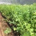 蓝莓苗新品种蓝莓苗1-5苗保湿邮寄免费提供种植