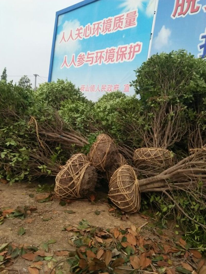 大叶女贞4cm以下