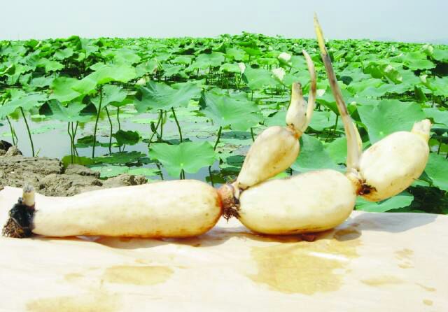 河南南阳市唐河县莲藕 7~9厘米 10~15厘米以上