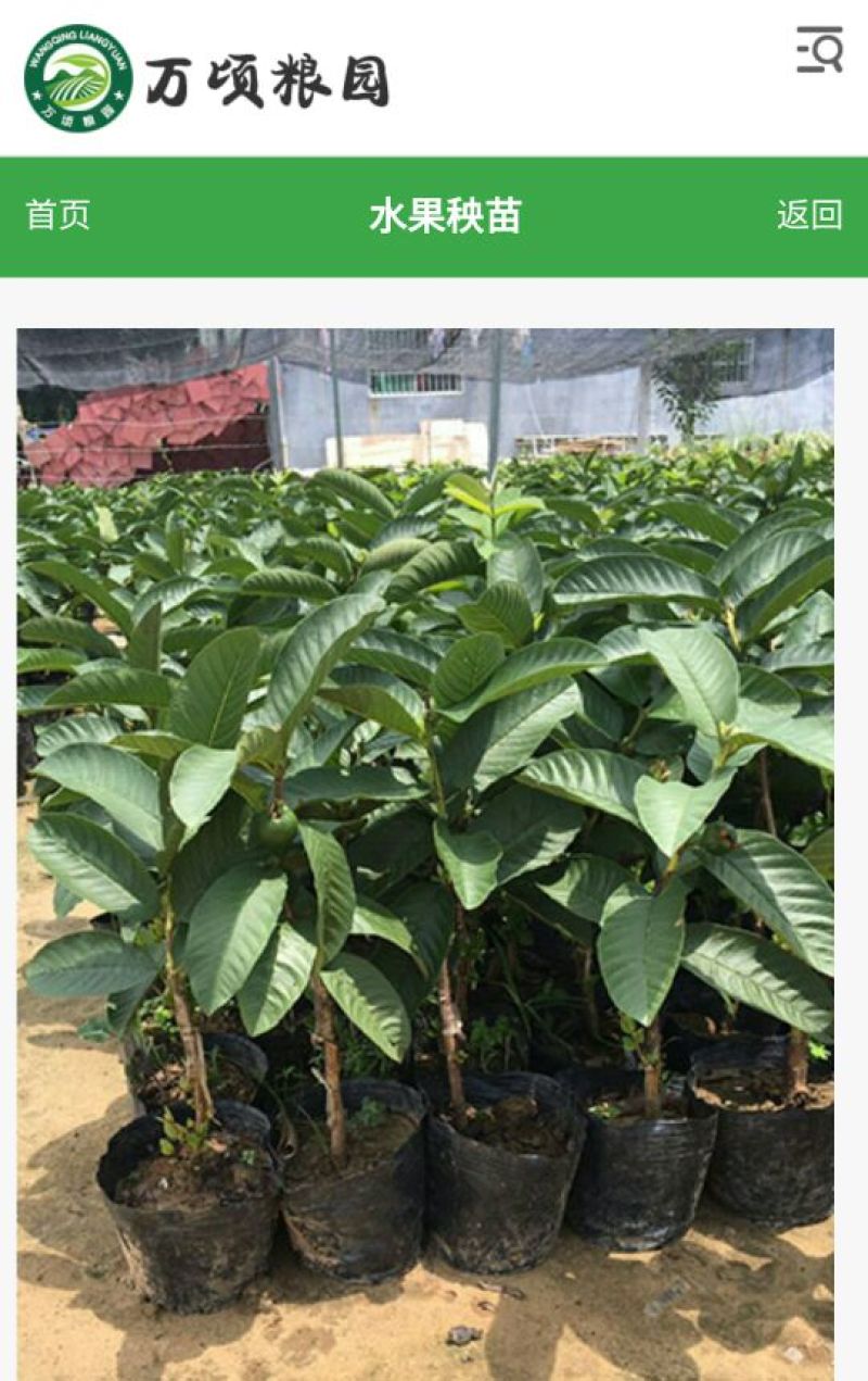 番石榴苗30cm以下