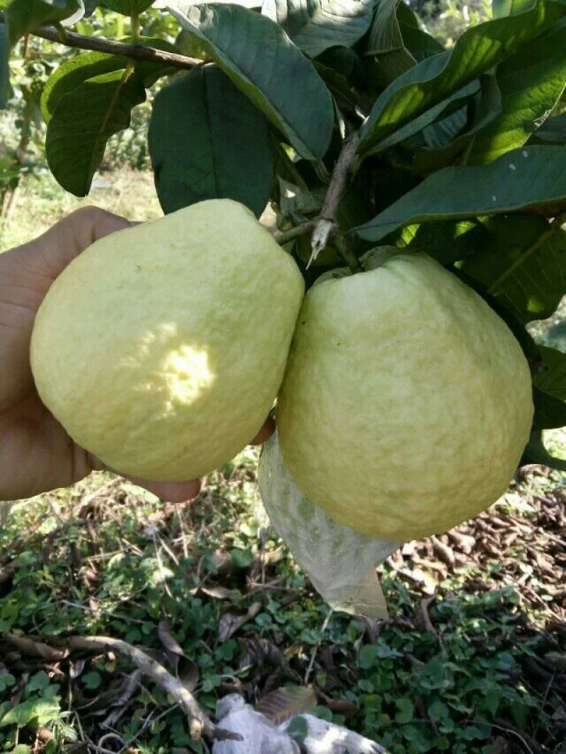 西瓜番石榴苗30~50cm