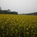 菜油