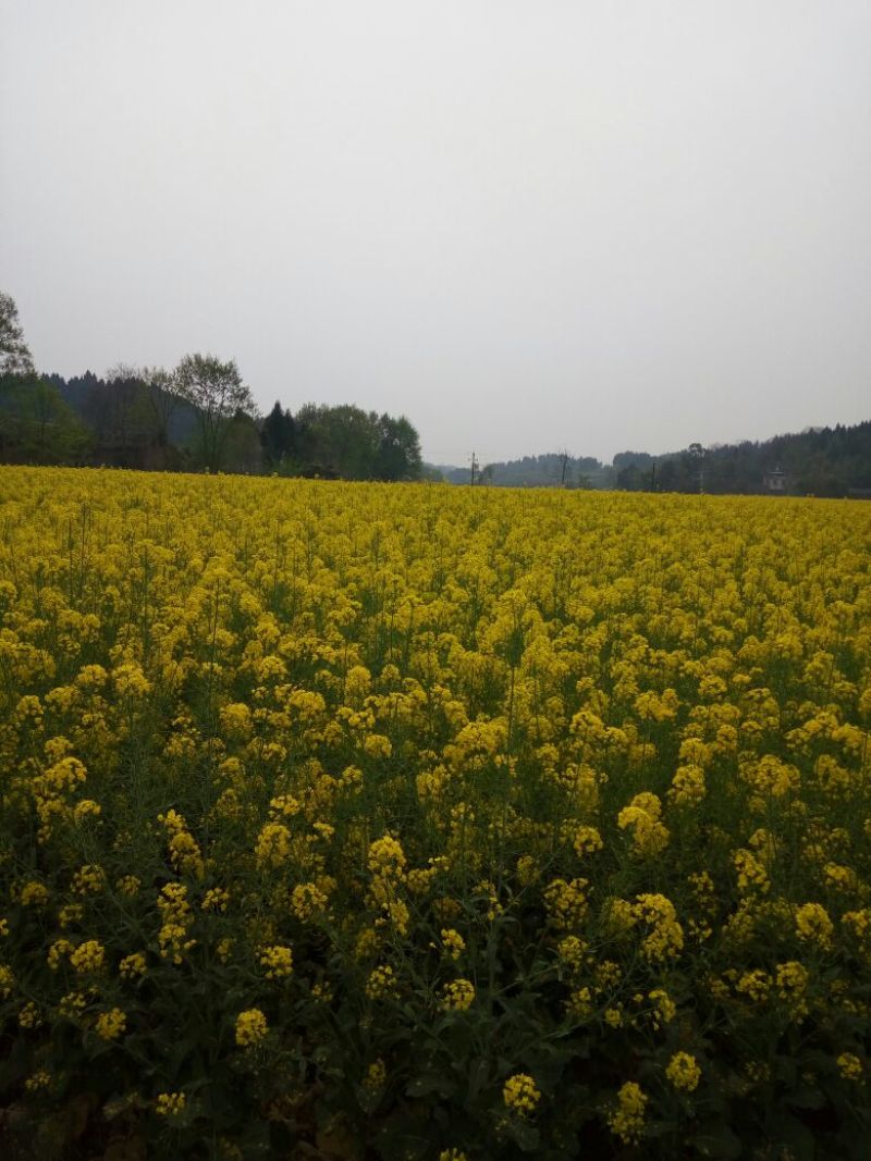 菜油