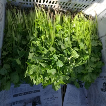 大叶菠菜25~30厘米