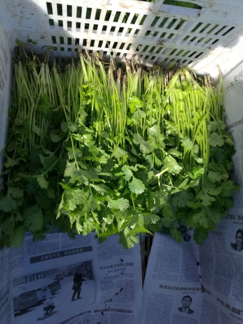 大叶菠菜25~30厘米