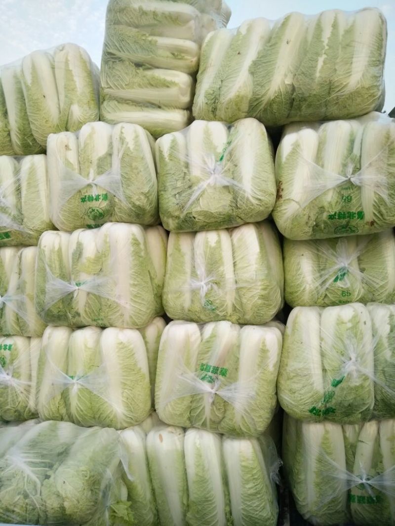 北京三号大白菜大量供应，价格低质量好